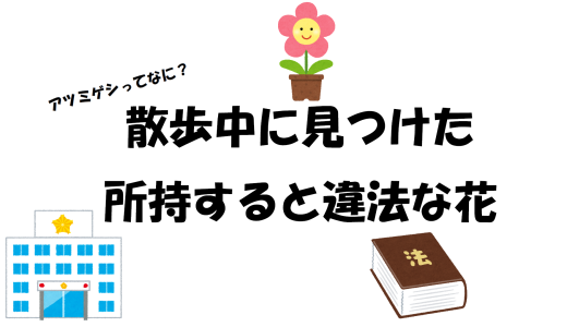 アツミゲシってなに？散歩中に見つけた所持すると違法な花