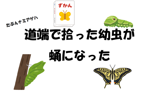 【たぶんナミアゲハ】道端で拾った幼虫が蛹になった
